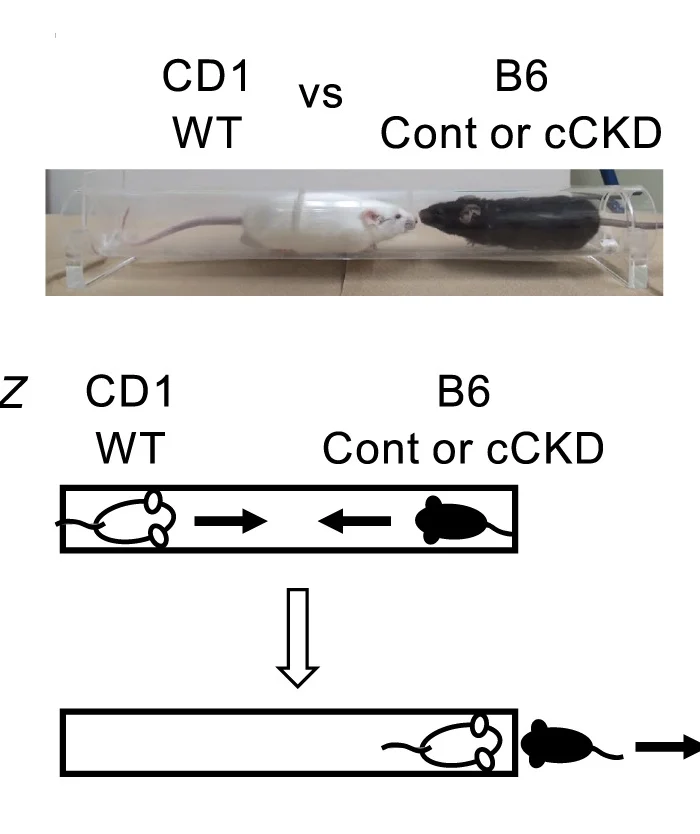 Open access visualization of Illustration, Workflow, Photo, Tube Test, Cont Mouse