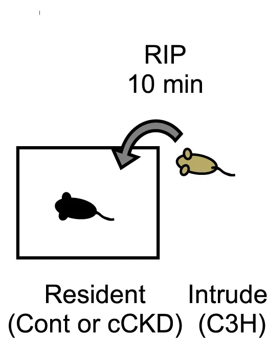 Open access visualization of Illustration, Workflow, Resident-Intruder Paradigm Test, Cont Mouse, cCKD Mouse