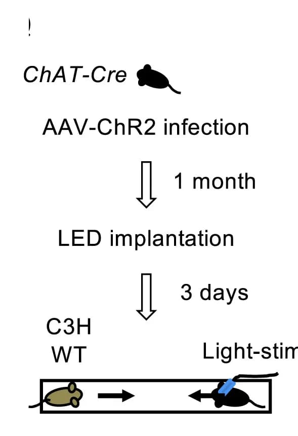Open access visualization of Workflow, Optogenetic Activation, LED, C3H Background, Wild Type Mice