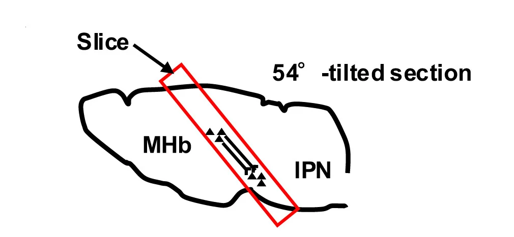 Open access visualization of Illustration, Workflow, vMHb-fr-IPN Pathway, Brain Slice Preparation