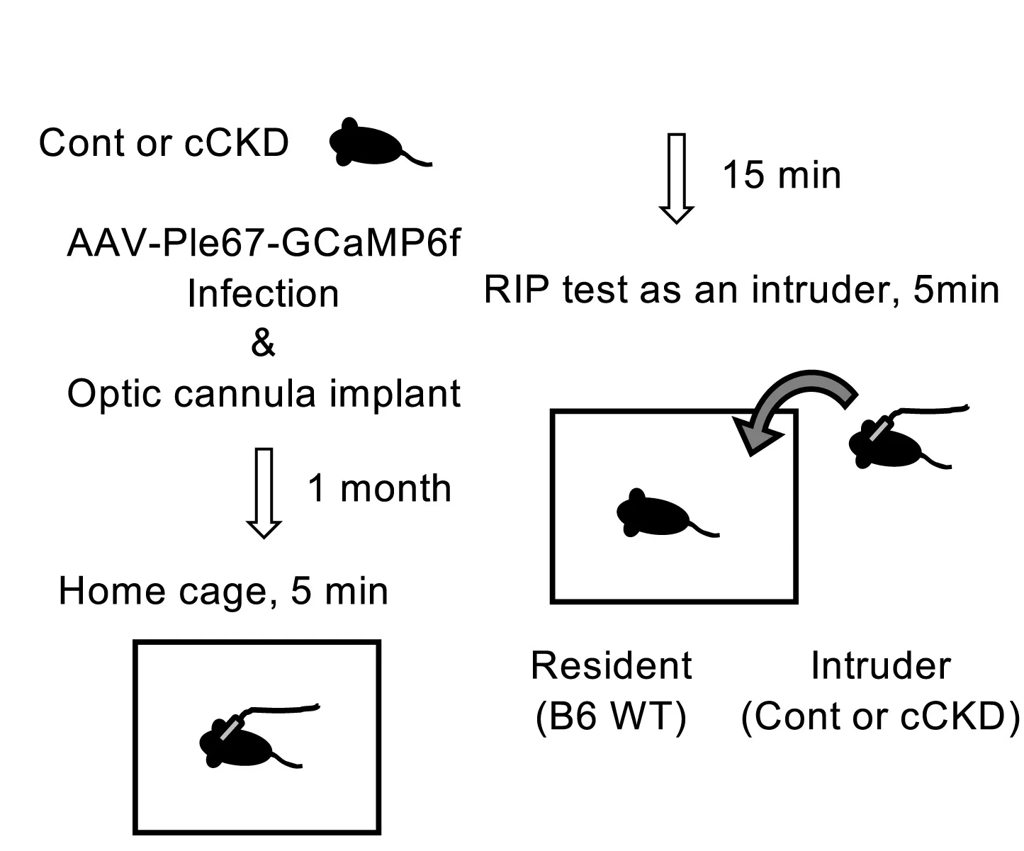 Open access visualization of Workflow, Flowchart, Illustration, Experimental Schedule, Treatment