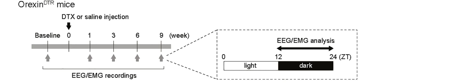 Open access visualization of Workflow, Flowchart, DTX Injection, Saline Injection, EEG/EMG Recordings