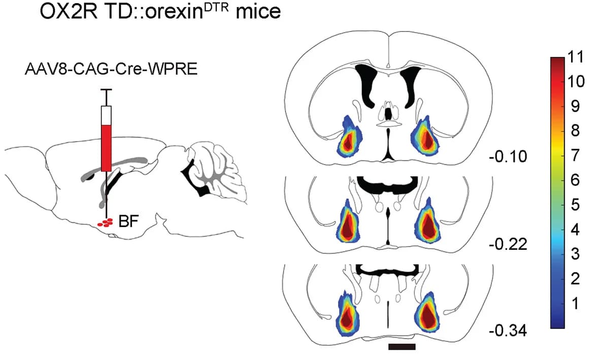 Open access visualization of Heatmap, Illustration, AAV-Cre Injection Sites, Neurons, SI