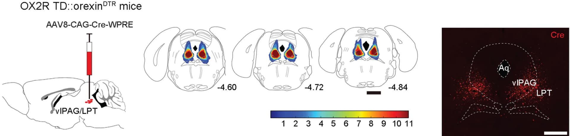 Open access visualization of Illustration, Microscopy, AAV-Cre Injection Sites, Neurons, vlPAG/LPT