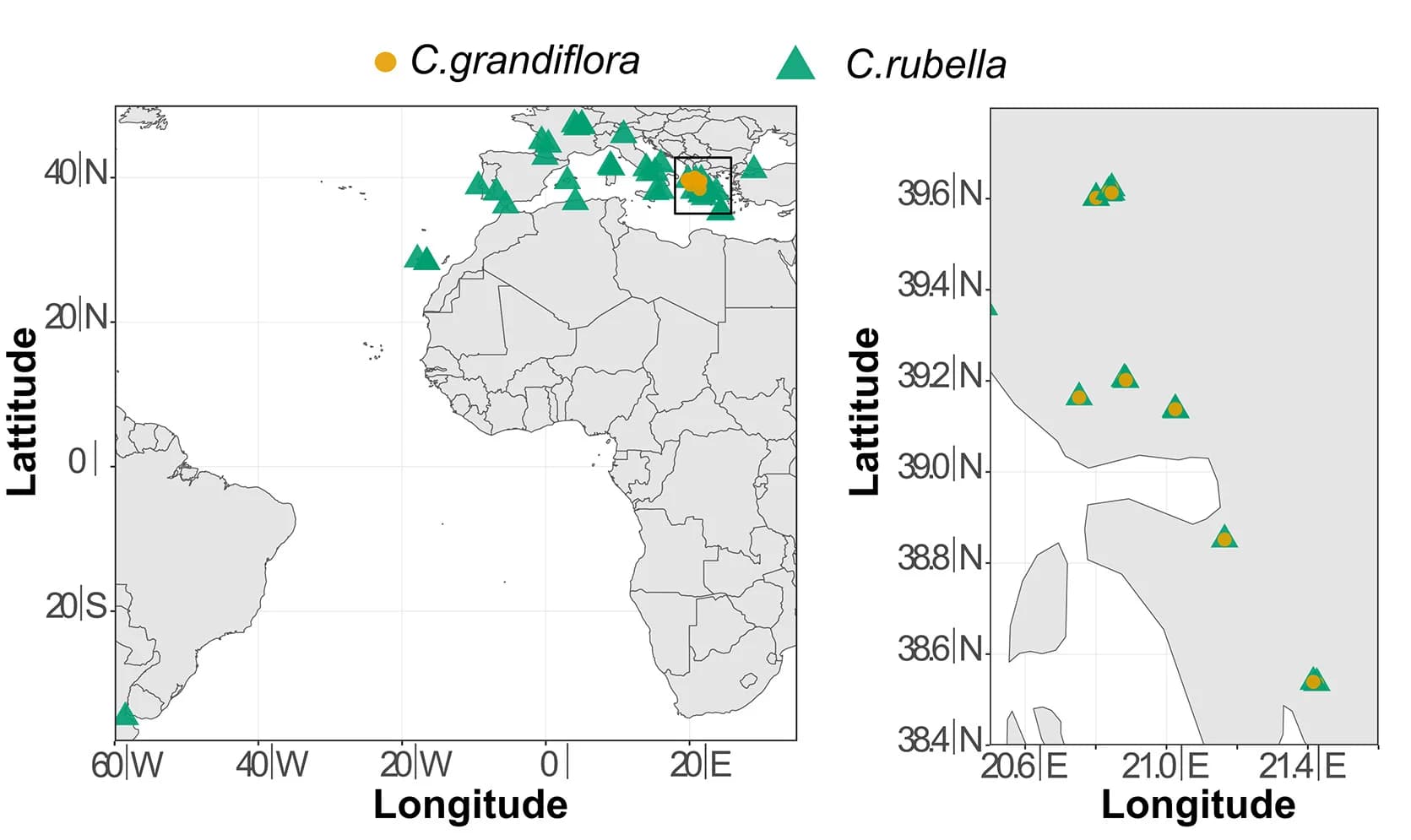 Open access visualization of Geo Map, Geographic Distribution, C. grandiflora, C. rubella, Sampled Accession