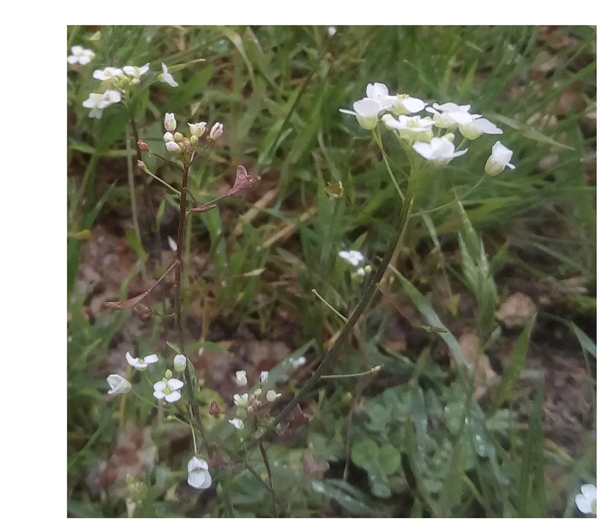 Open access visualization of Photo, C. grandiflora, C. rubella, Sympatry