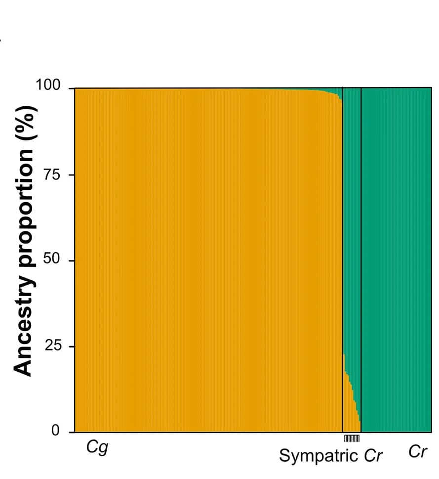 Open access visualization of Bar Plot, Stacked Bar Plot, Admixture Coefficients, Ancestry Proportions, C. grandiflora