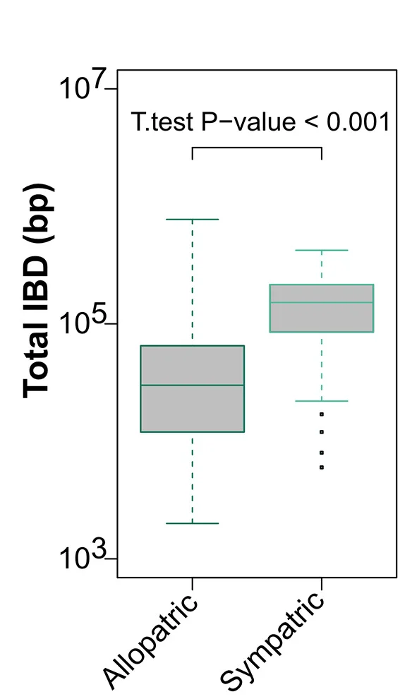 Open access visualization of Box Plot, Interspecific Identity-by-descendant Fragments, Sympatric Populations, Allopatric Populations