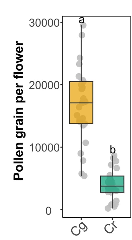 Open access visualization of Box Plot, Scatter Plot, Pollen Production, Flower, C. rubella