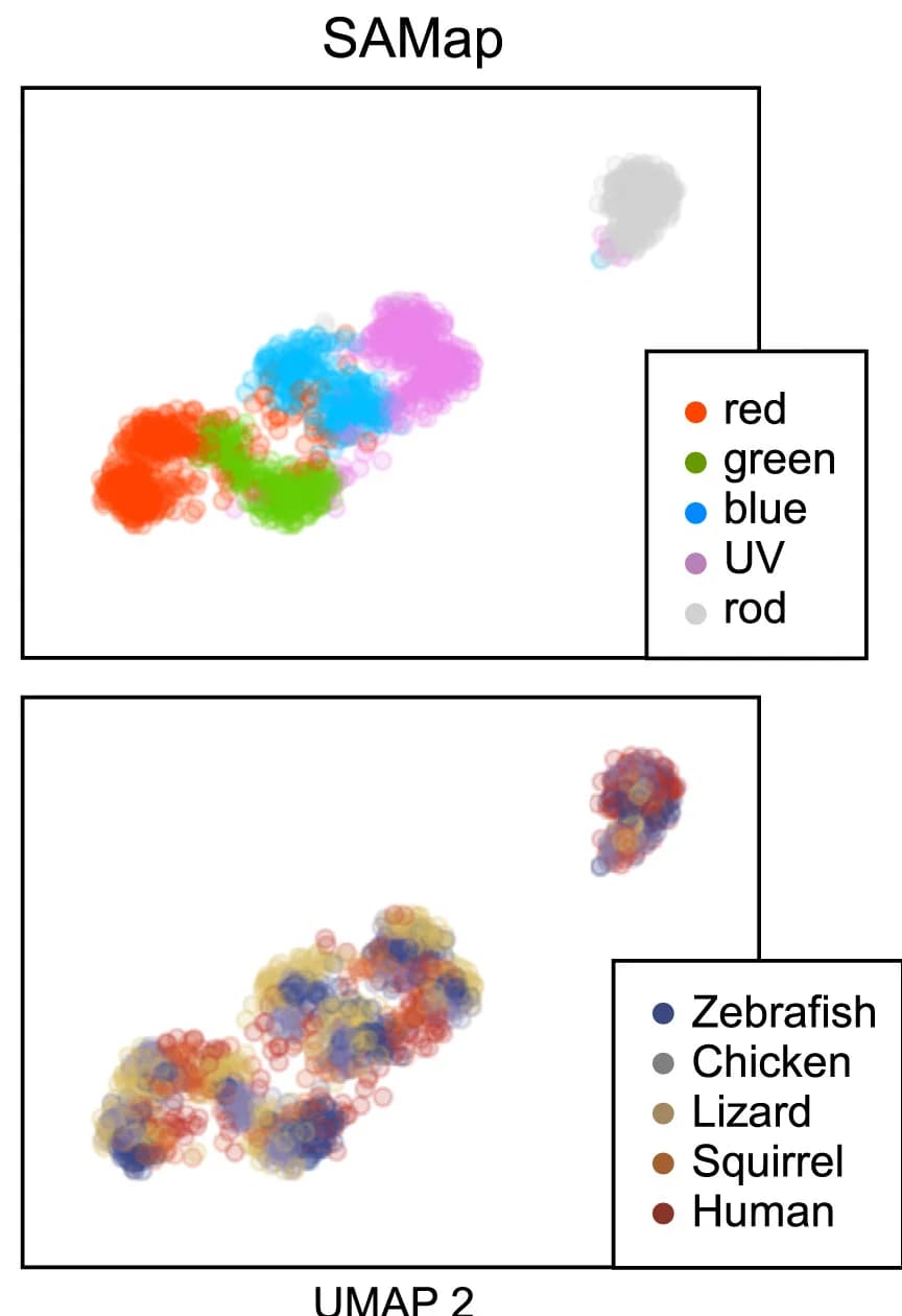 Open access visualization of Scatter Plot, UMAP, Cone Types, Single-cell Analysis, SAMap