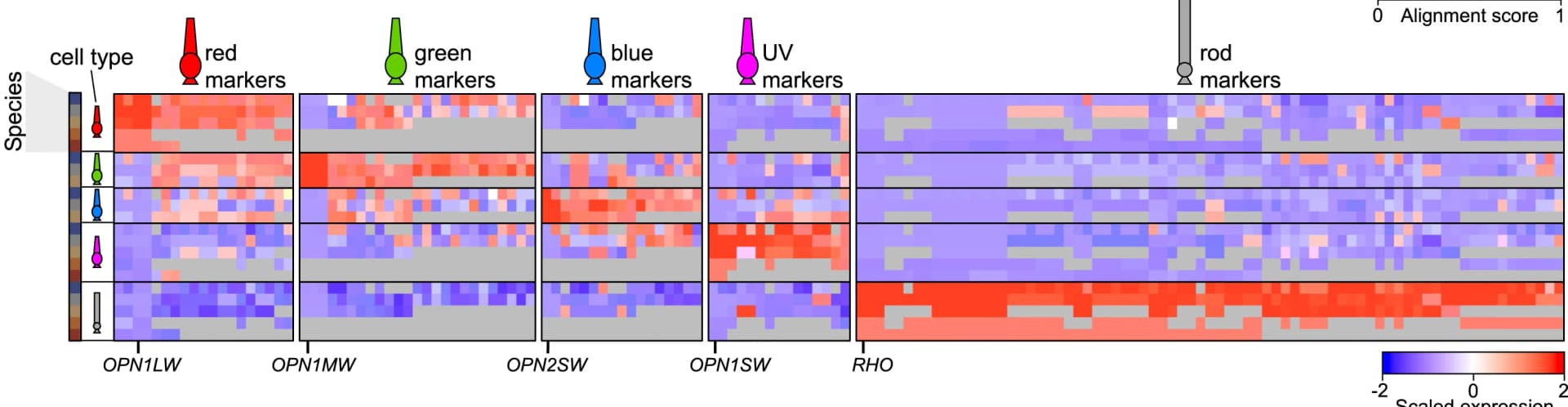 Open access visualization of Heatmap, Gene Expression, Transcriptional Signatures, Photoreceptor Types, Homologous Genes