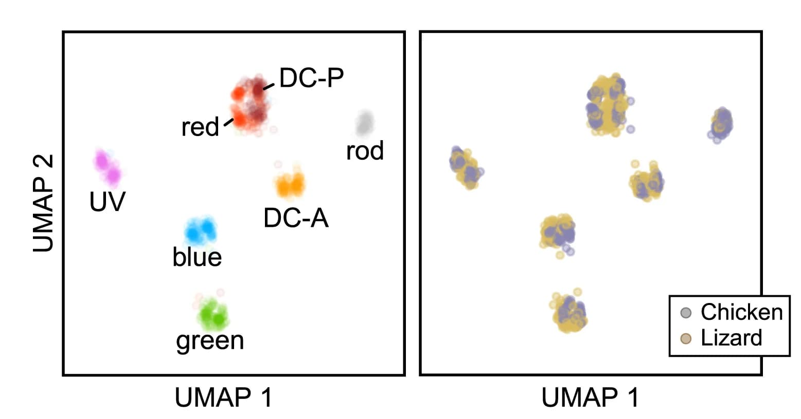 Open access visualization of Scatter Plot, UMAP, SAMap, Chicken, Lizard