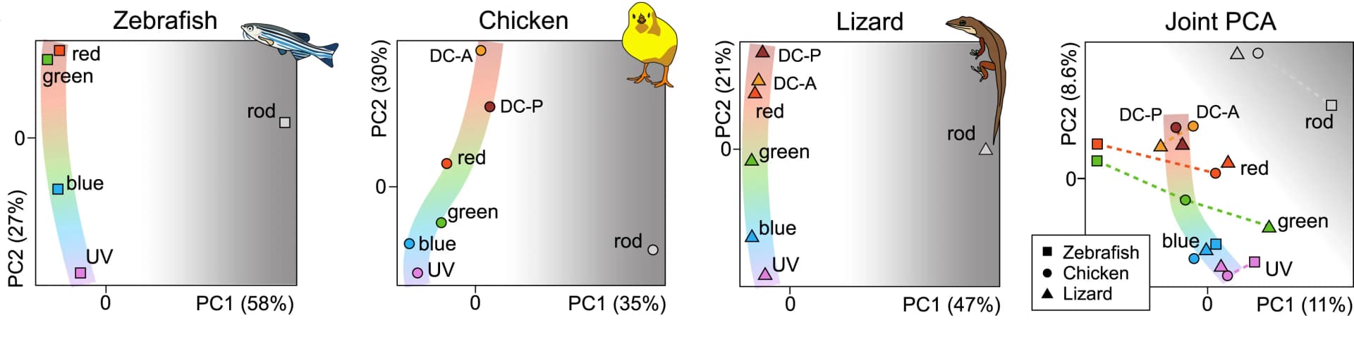 Open access visualization of Scatter Plot, PCA, Line Plot, PCA Embedding, Photoreceptors