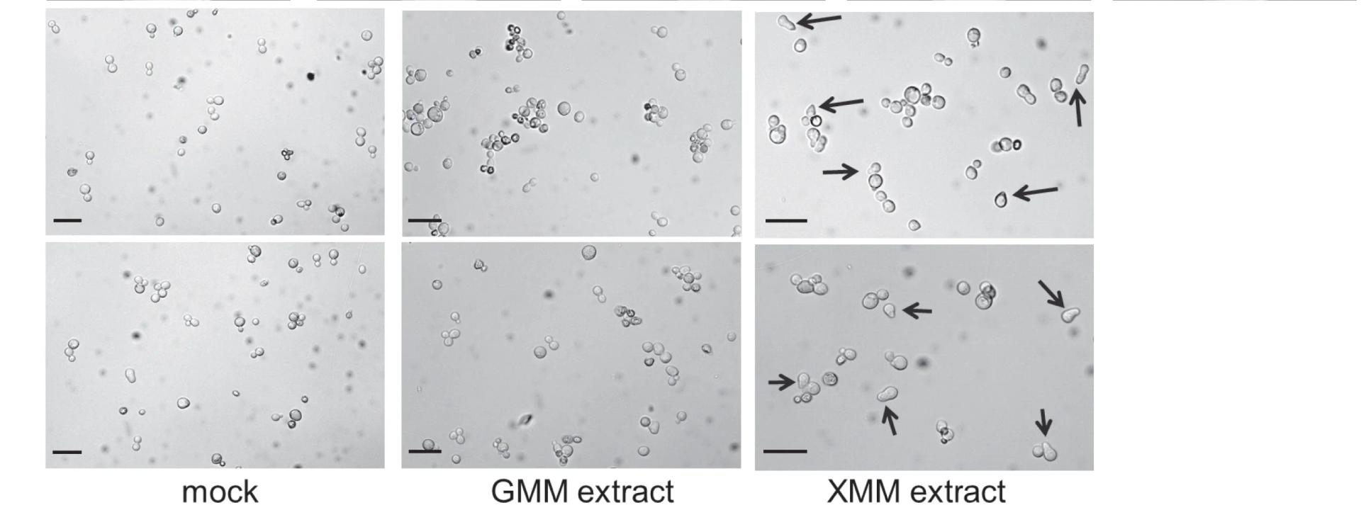 Open access visualization of Microscopy, Yeast Strain, Pheromone, Extracts, Cellular Projections