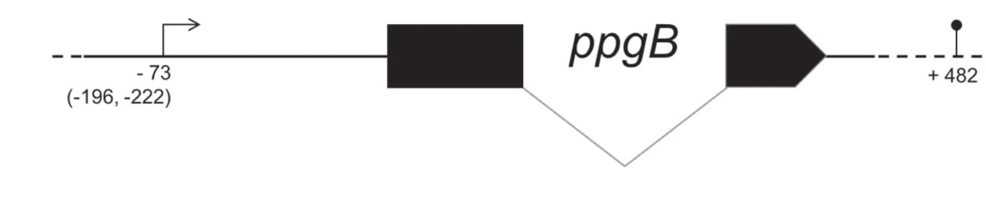 Open access visualization of Illustration, PpgB, Gene Architecture, RACE Analysis, Untranslated Regions