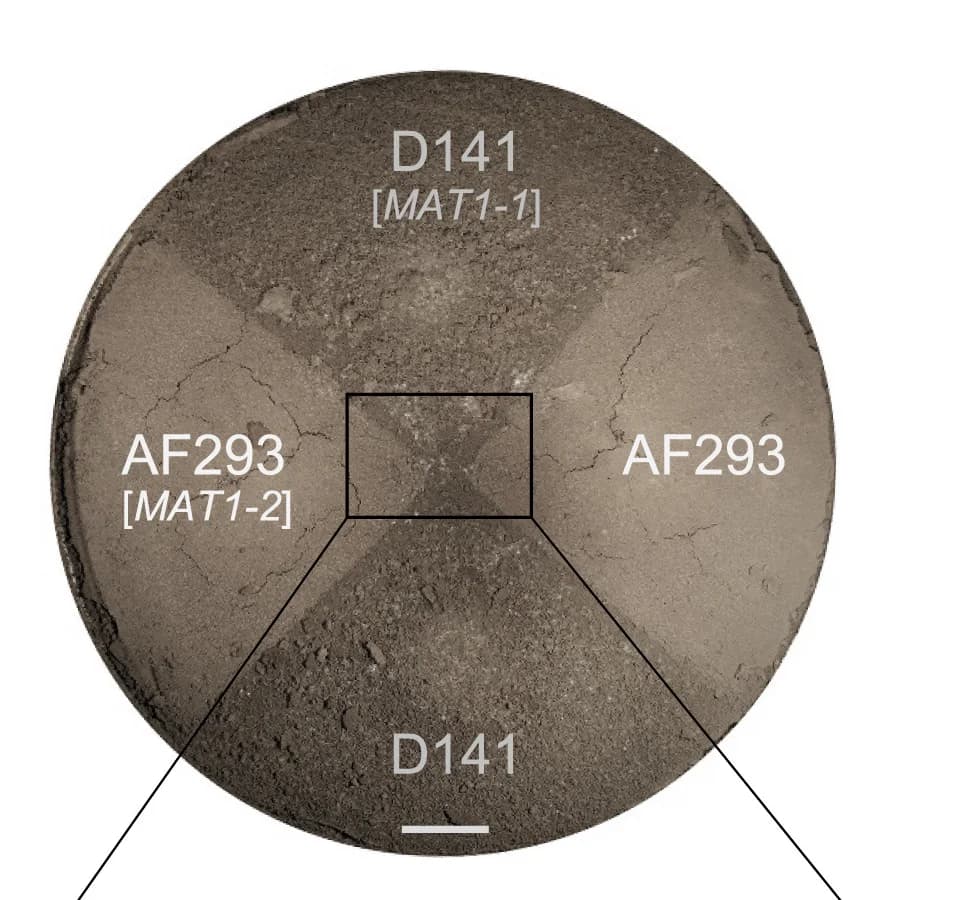 Open access visualization of Photo, Culture Plates, Crossings, Cleistothecia Formation, Fruiting Bodies