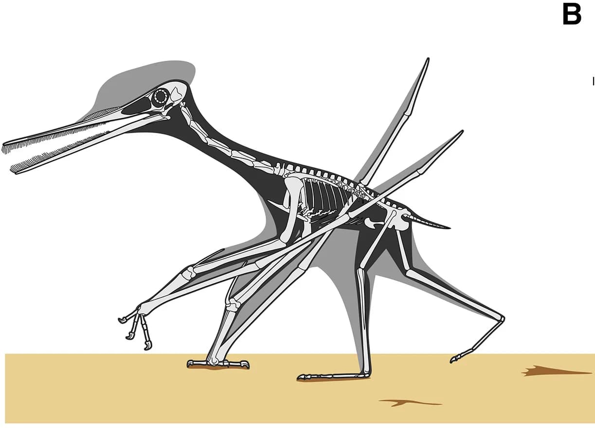 Open access visualization of Illustration, Pterosaur, Locomotion, Gait, Reconstruction
