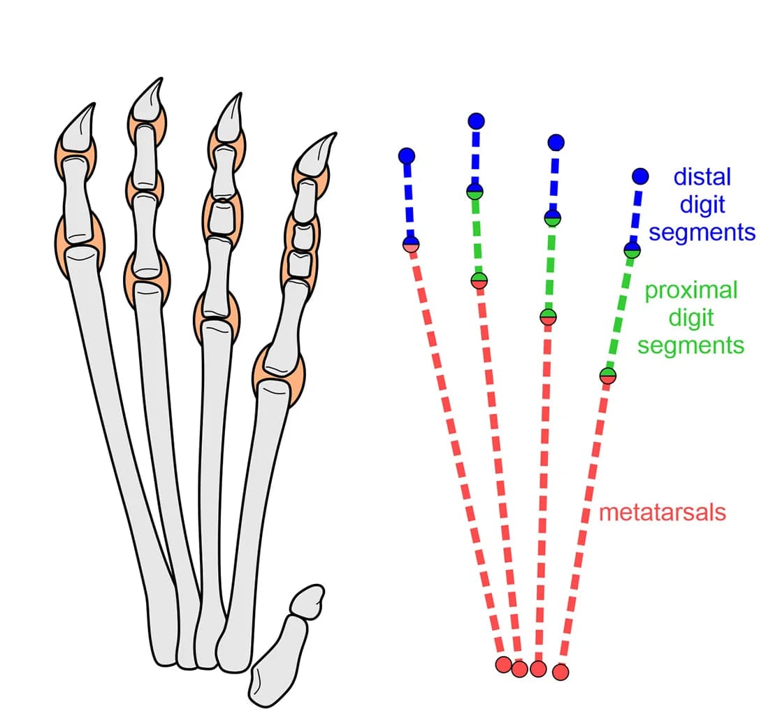 Open access visualization of Illustration, Ctenochasmatoid, Foot, Arthral Footpads, Metatarsals