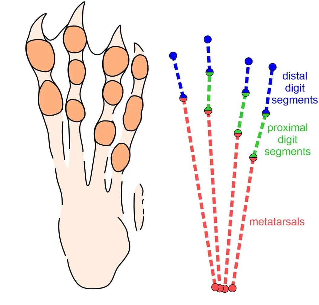 Open access visualization of Illustration, Pterosaur, Pes Print, Pteraichnus, Arthral Joint Positions
