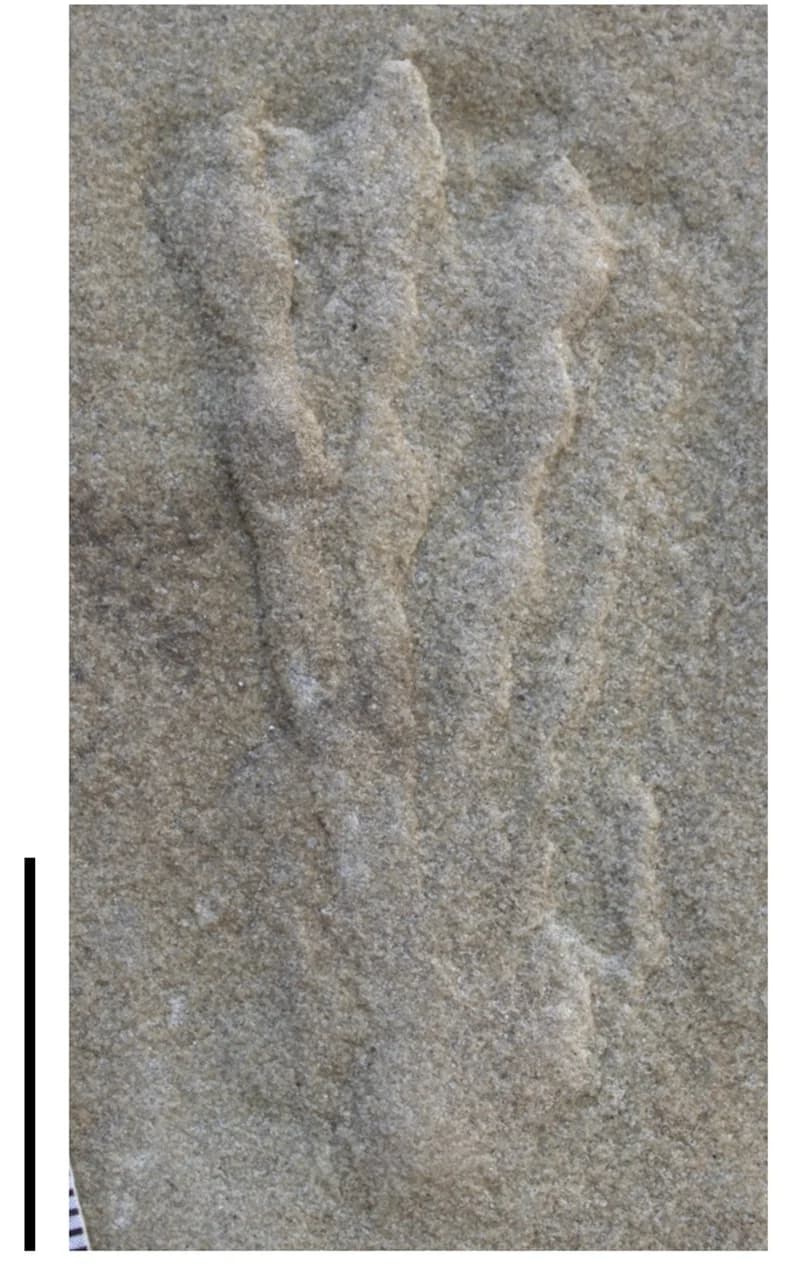Open access visualization of Photo, Pes Print, Natural Cast, Pteraichnus isp., Seminoe Reservoir