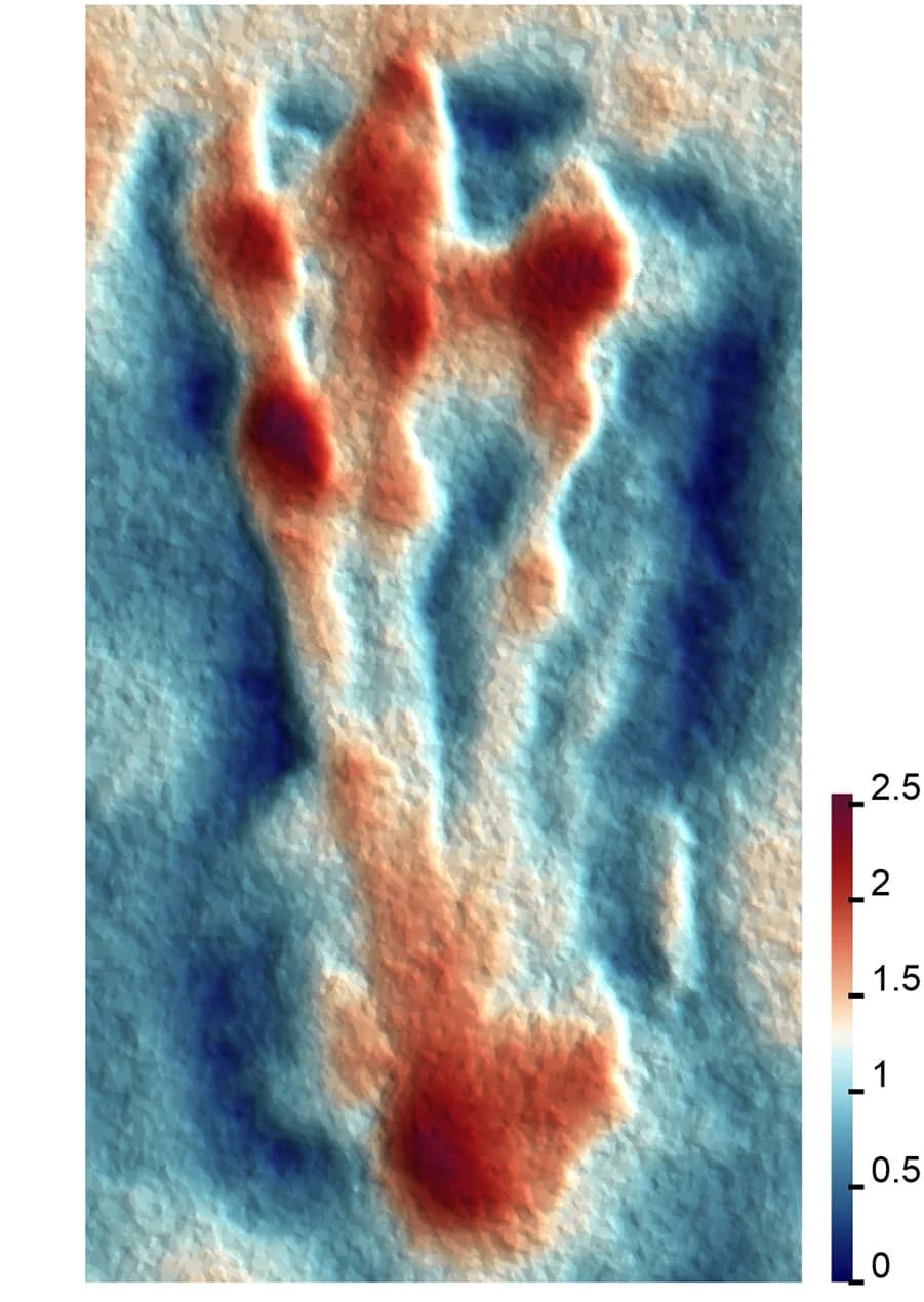 Open access visualization of Heatmap, Height Map, Pteraichnus isp., Arthral Footpads