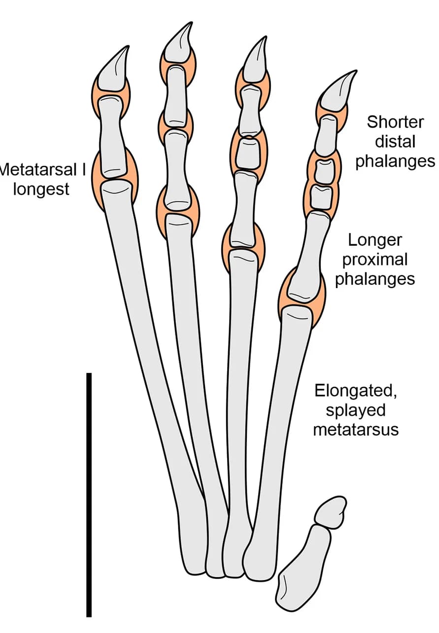 Open access visualization of Illustration, Pedal Anatomy, Balaenognathus maeuseri, Ctenochasmatoid, Morphotype 1