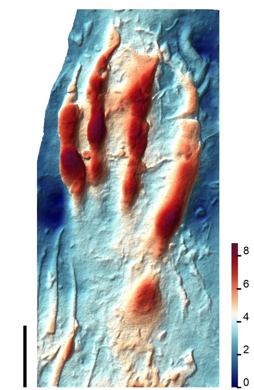 Open access visualization of Photo, Height Map, Pteraichnus isp., Natural Cast, Del Monte Mines