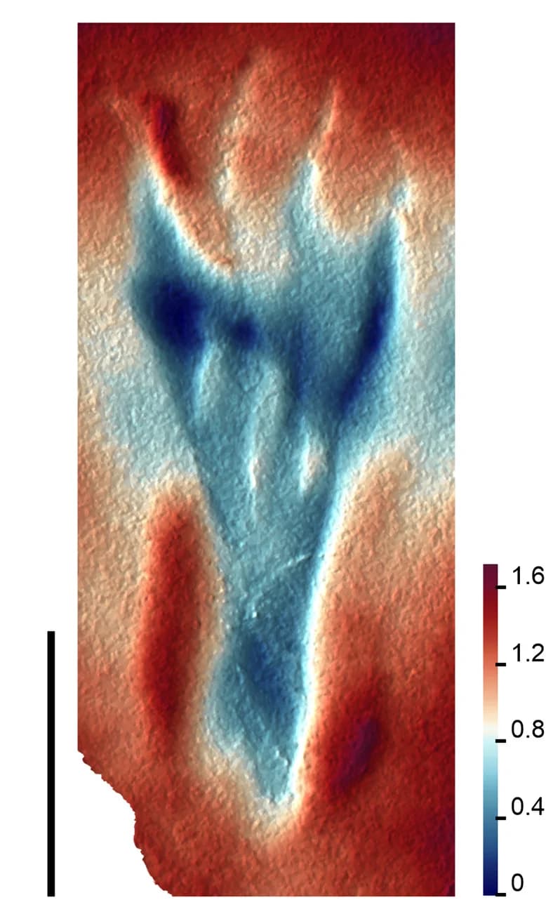 Open access visualization of Heatmap, Height Map, Pteraichnus isp., Natural Impression, Crayssac