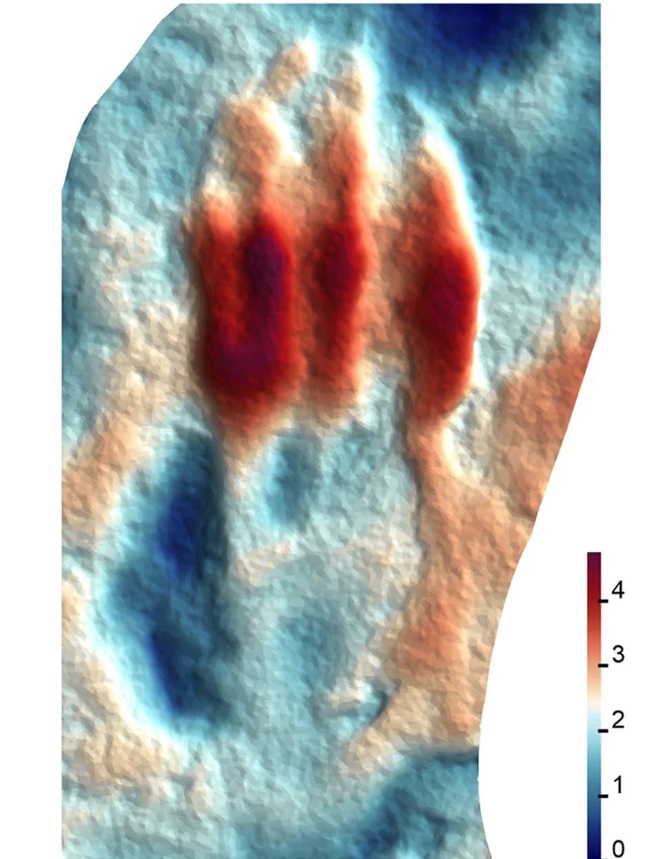 Open access visualization of Geo Map, Height Map, Pteraichnus wuerhoensis, Arthral Footpads