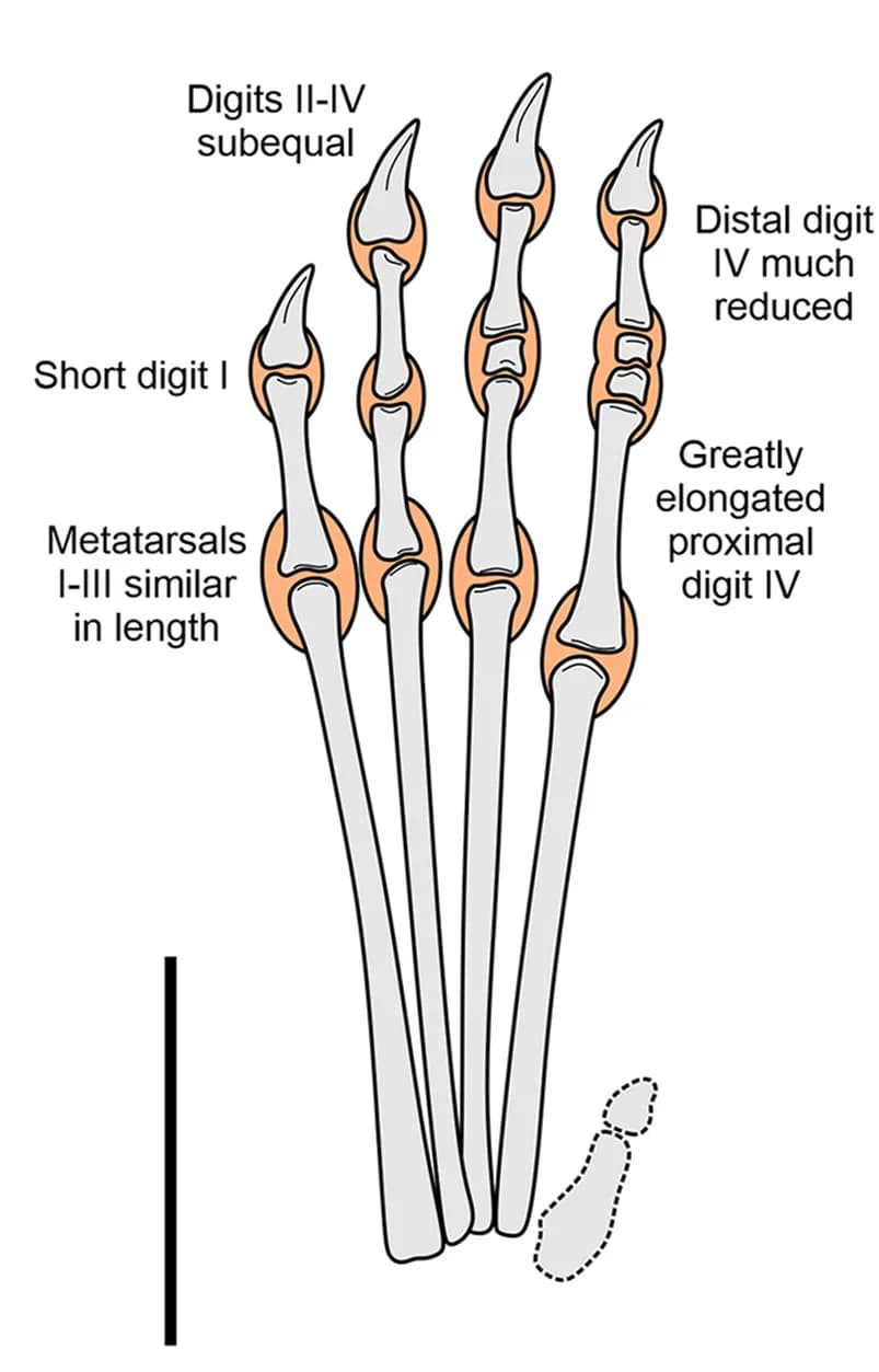 Open access visualization of Illustration, Pedal Anatomy, Noripterus complicidens, Dsungaripterid, Tracks
