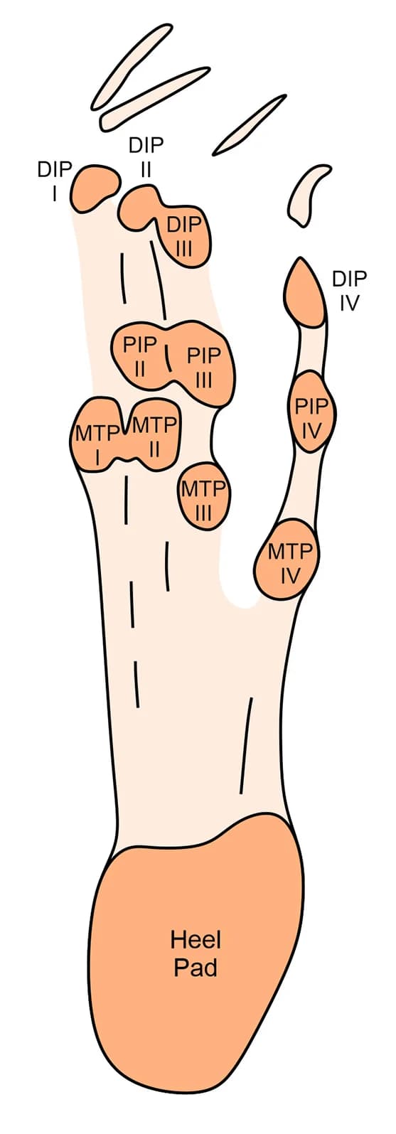 Open access visualization of Illustration, Pteraichnus yanguoxiaensis, Footpads, Line Drawing
