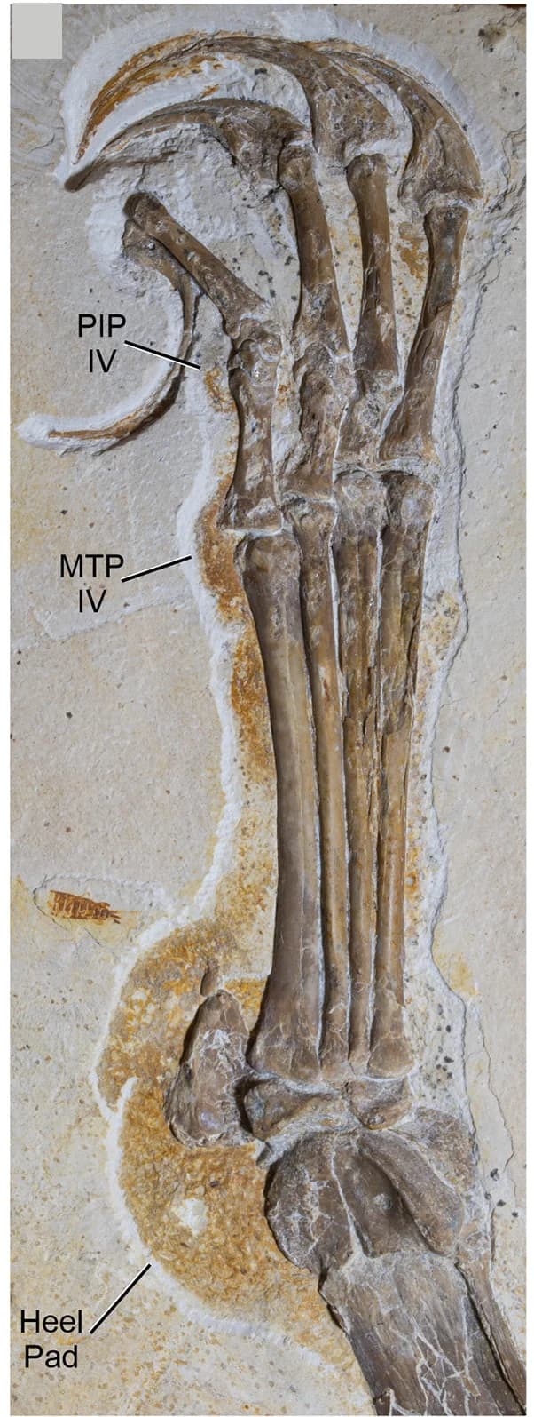 Open access visualization of Photo, Tapejarid Azhdarchoid, Footpads, Heel Pads, Soft Tissue