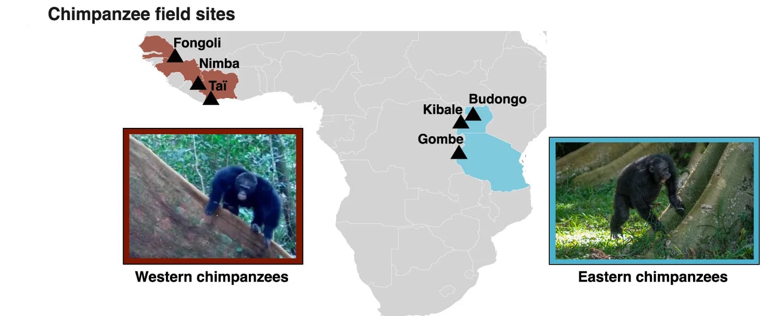 Open access visualization of Geo Map, Chimpanzee Populations, Study Locations, Eastern Chimpanzee, Western Chimpanzee