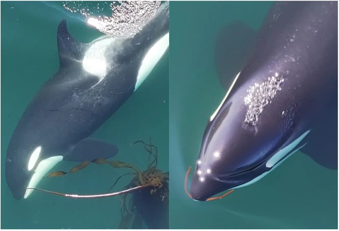 Open access visualization of Photo, Kelp, Allokelping, Behavior