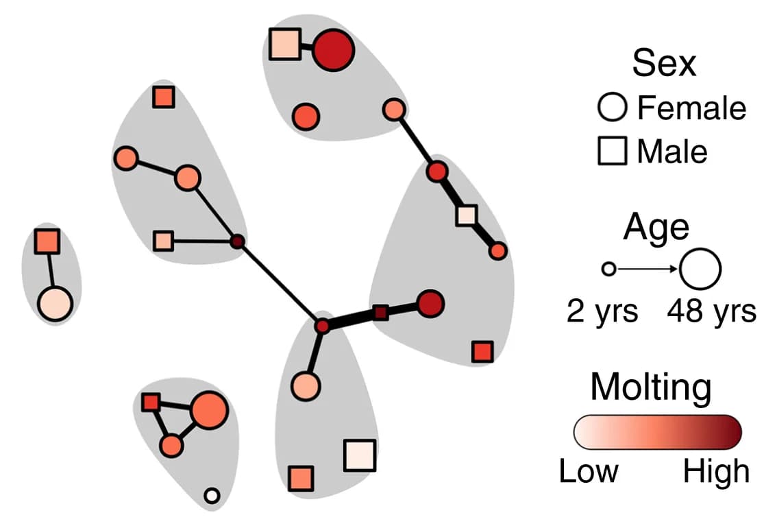 Open access visualization of Network, Pathway, Allokelping Network, Social Network, Matrilines