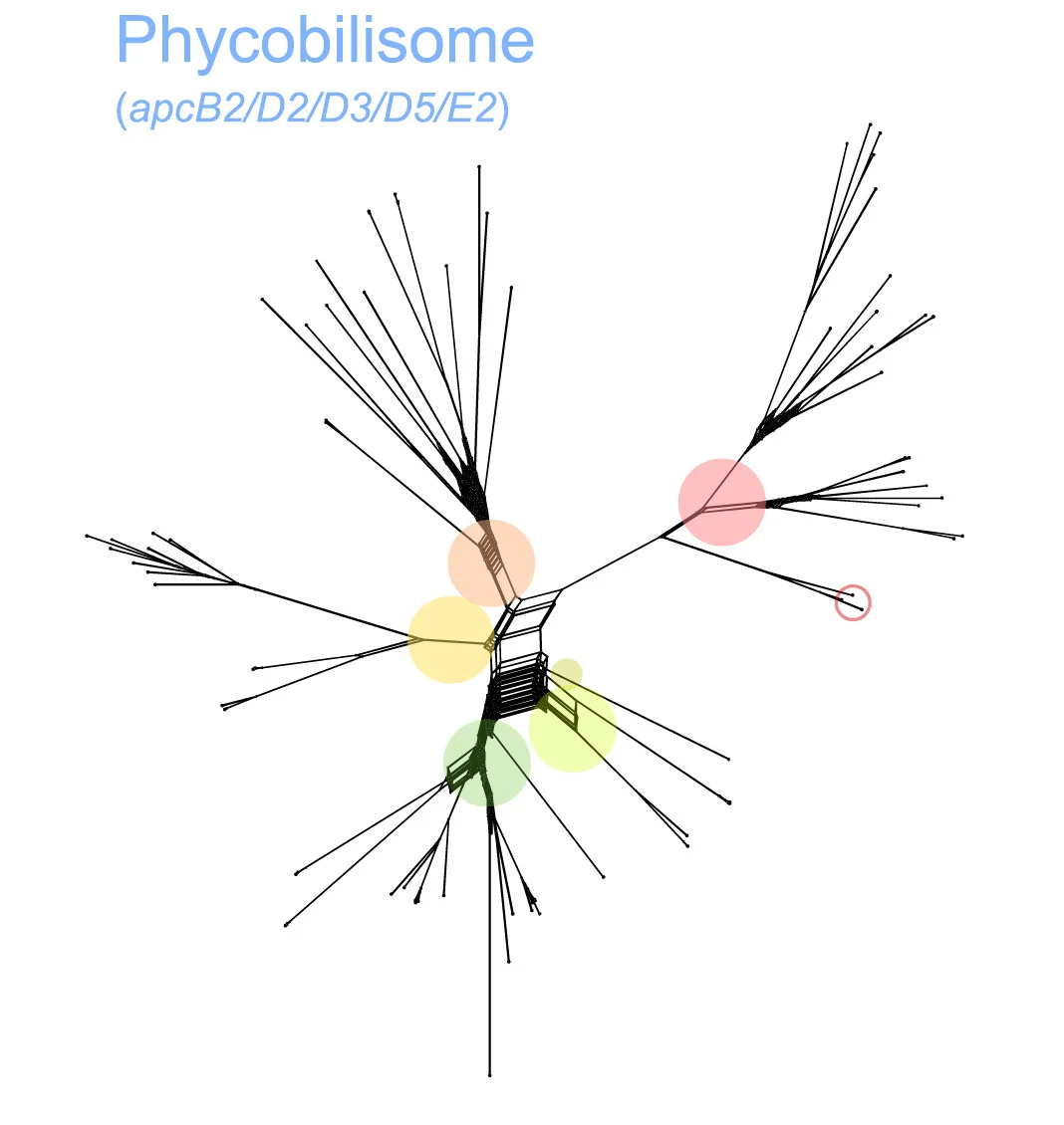 Open access visualization of Network, Phycobilisomes, Photosystem I, Photosystem II, Regulatory Cascade Components