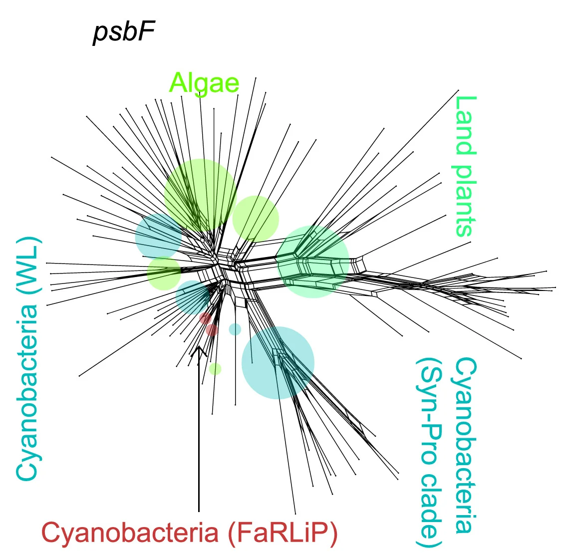 Open access visualization of Network, Pathway, Protein Sequences, Orthologous Sequences, PsbF
