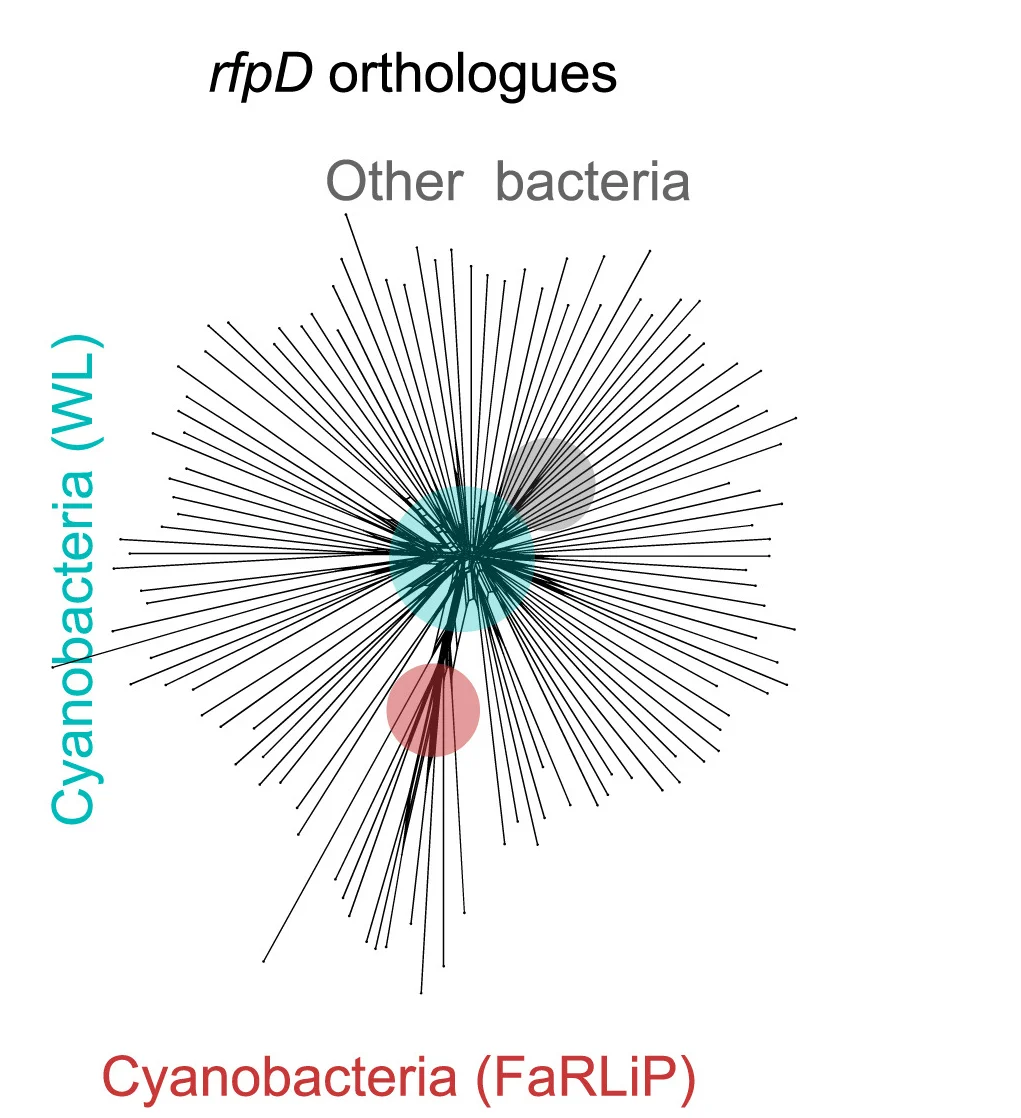 Open access visualization of Network, Pathway, Protein Sequences, Orthologous Sequences, RfpD