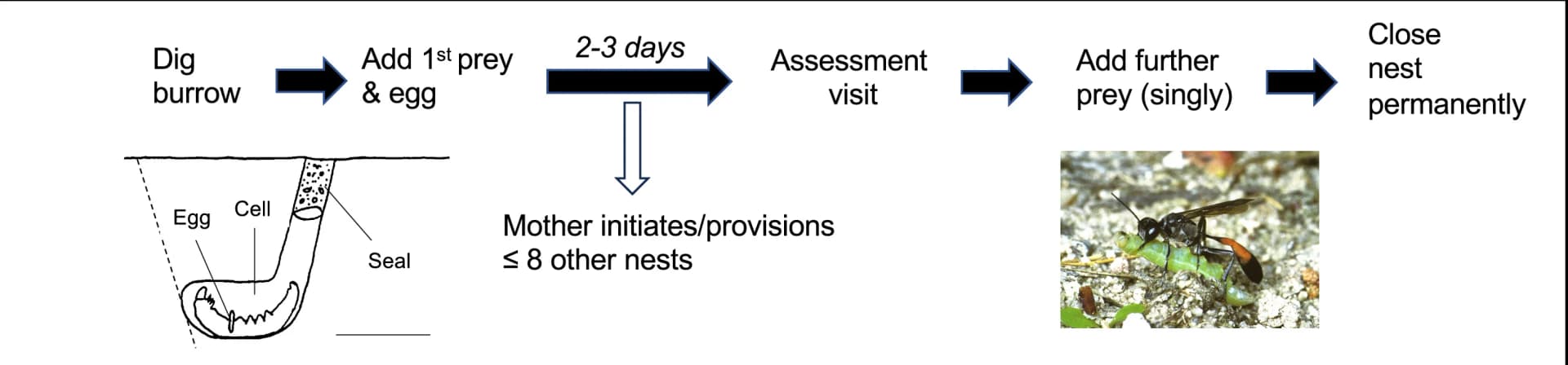 Open access visualization of Workflow, Illustration, Photo, Offspring Production, Nests
