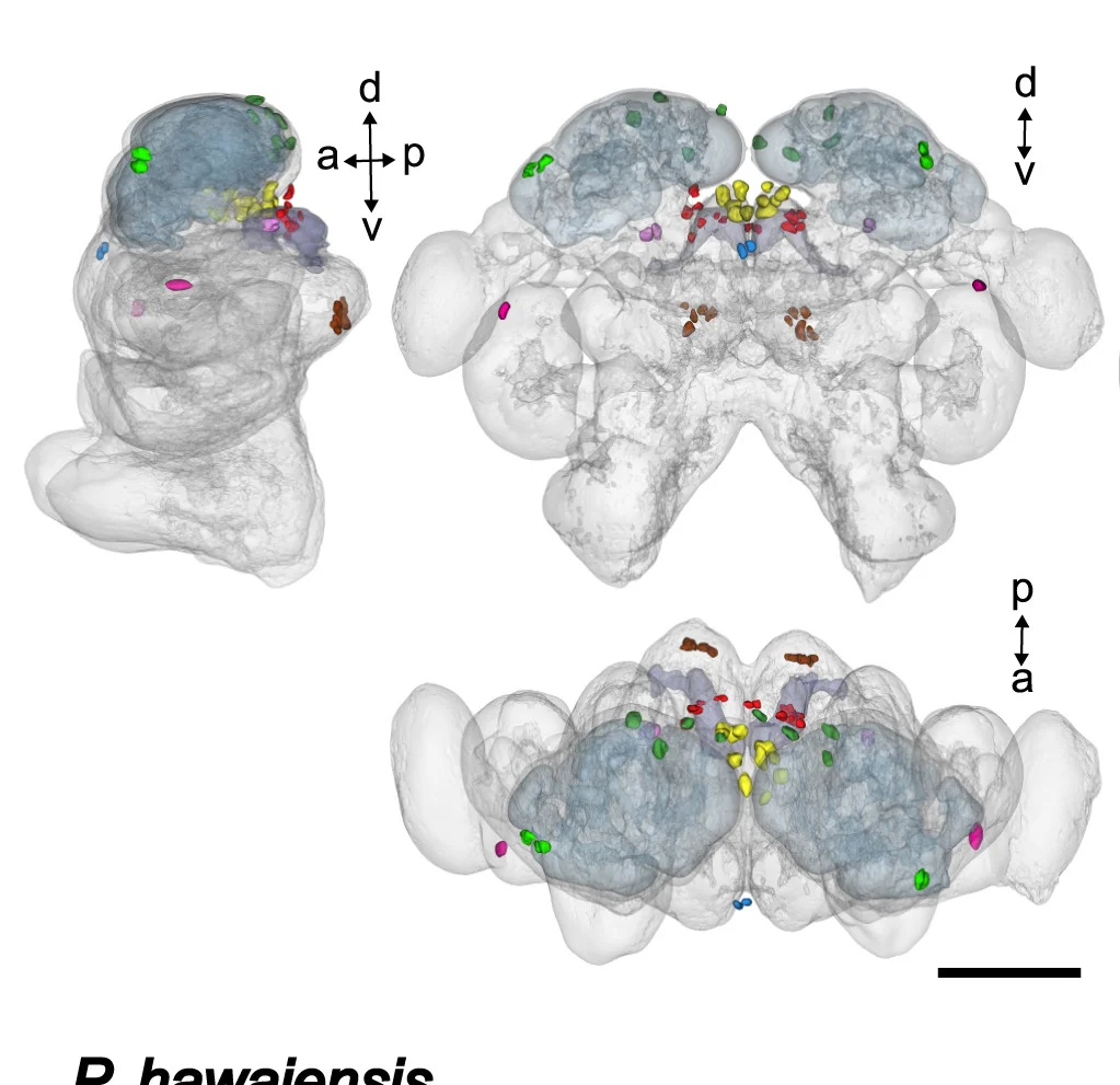 Open access visualization of 3D Plot, E. Pulchra, Reference Brain Model, Somata, Epper
