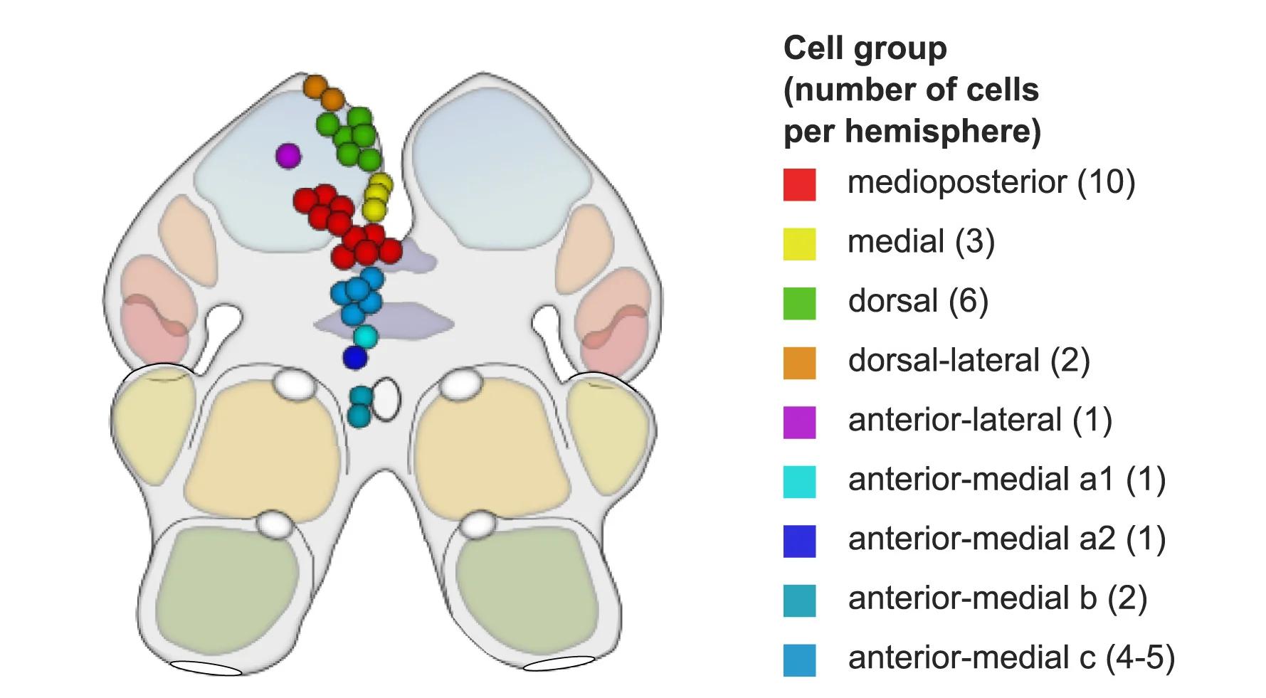 Open access visualization of Illustration, P. Hawaiensis, Brain, Cells, Phper
