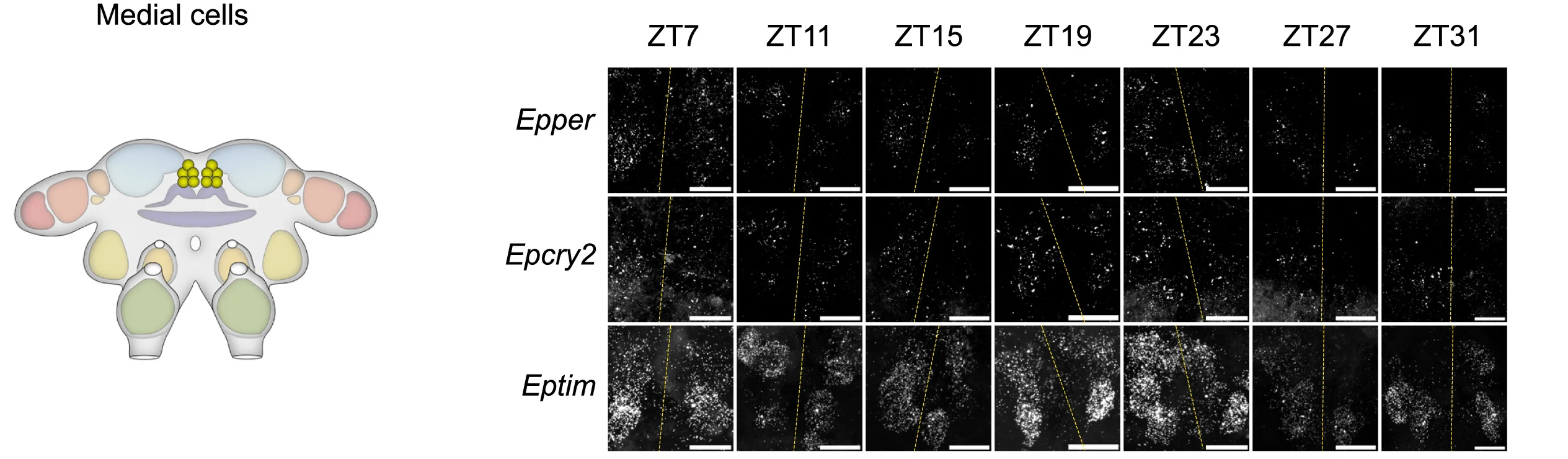 Open access visualization of Microscopy, Illustration, Medial Cells Group, Brain, Z-Projections