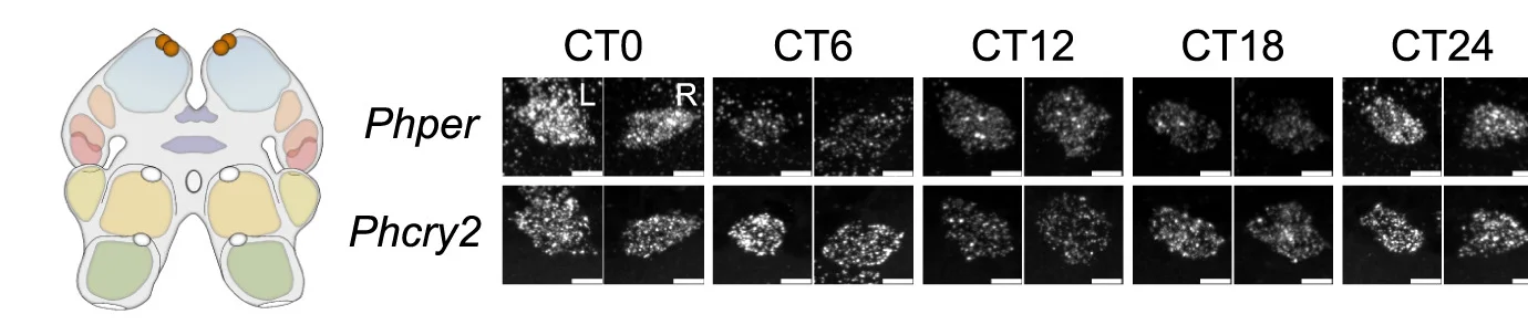 Open access visualization of Microscopy, Illustration, Dorsal-Lateral Cells, Z-Projections, Phper