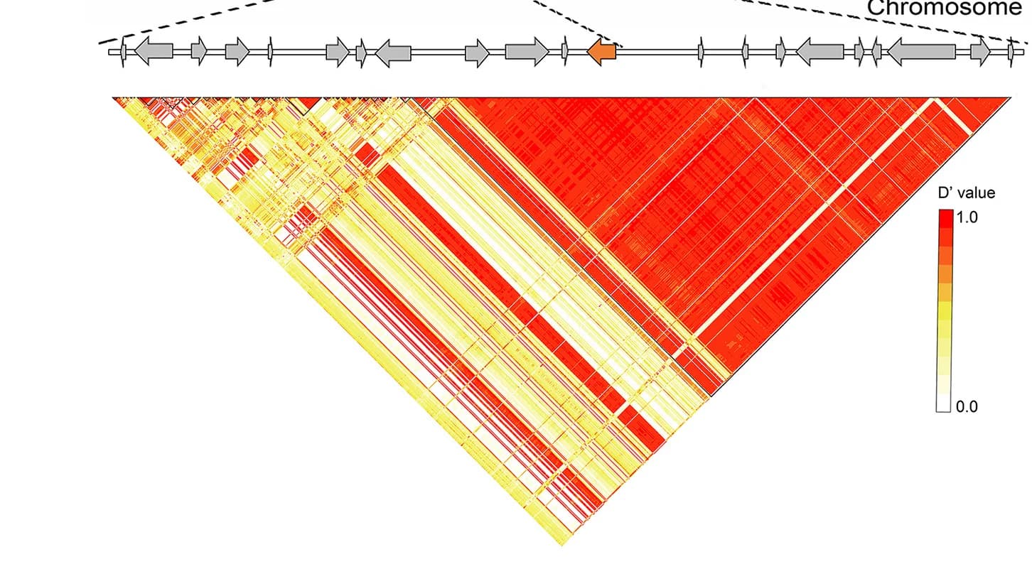 Open access visualization of Heatmap, LD Plot, 200-kb Region, Significant Signal