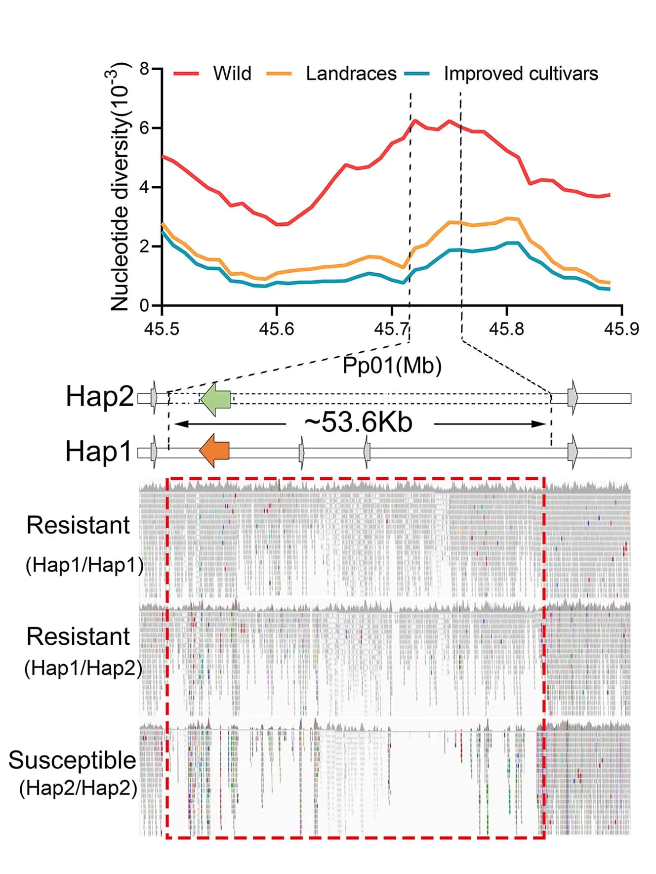 Open access visualization of Line Plot, Illustration, Nucleotide Diversity, Genomic Variation, Genotypes