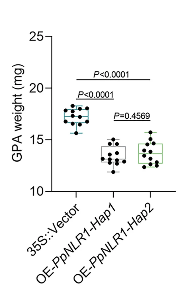 Open access visualization of Box Plot, Scatter Plot, Aphid Weights, Overexpression, Arabidopsis Lines