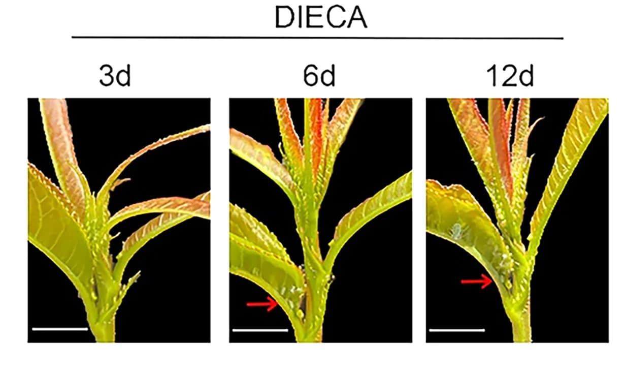 Open access visualization of Photo, DIECA, GPA-Resistant Cultivar, Aphids