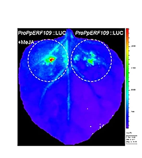 Open access visualization of Photo, MeJA, PpERF109 Promoter Activity, LUC Reporter