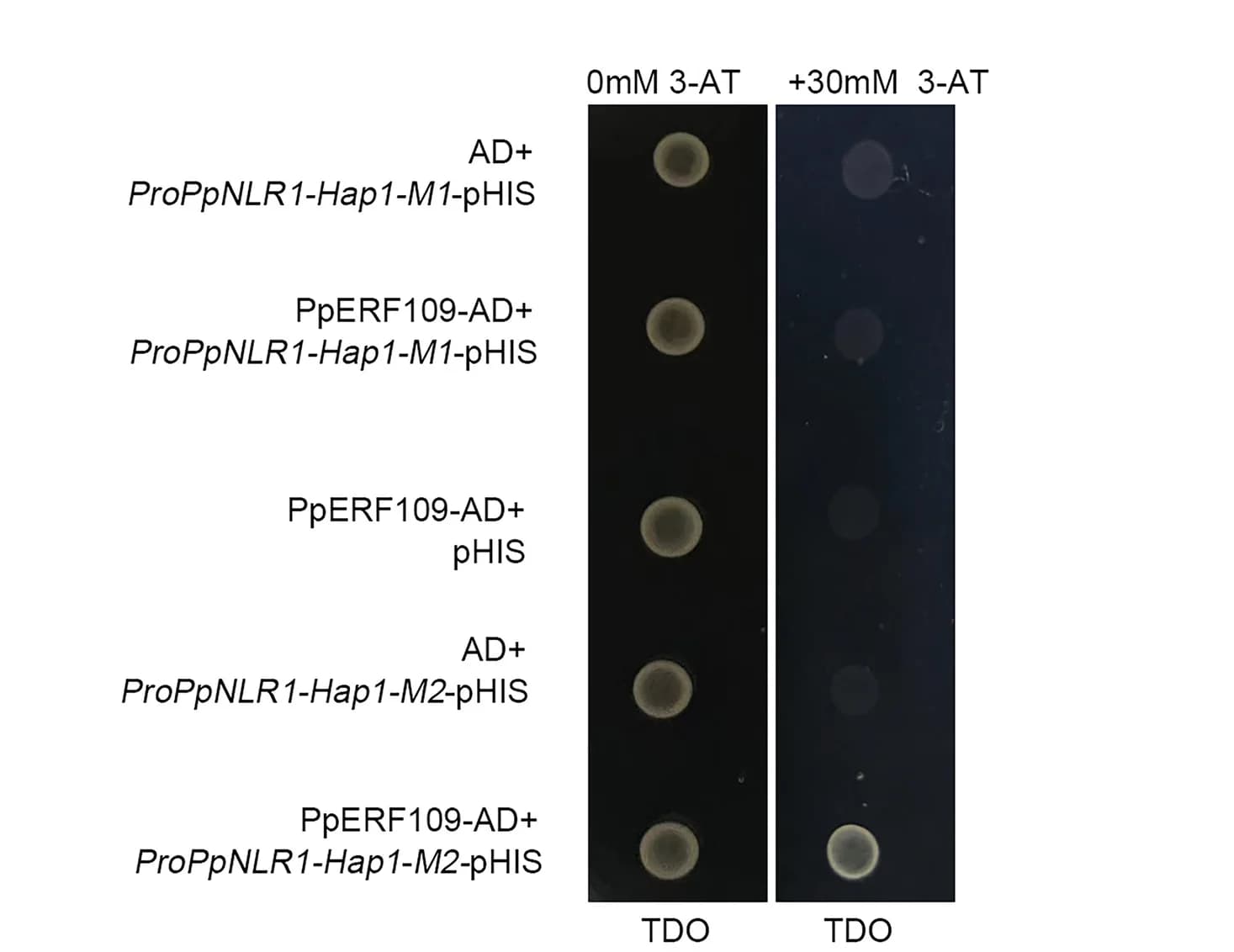 Open access visualization of Gel, Yeast One-Hybrid Assay, PpERF109, Promoter, PpNLR1-Hap1