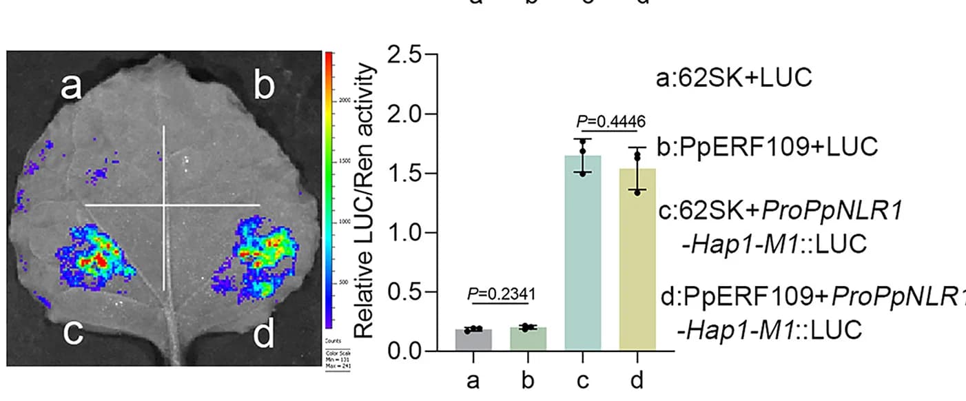 Open access visualization of Bar Plot, Error Bars, Microscopy, Dual-LUC Reporter Assay, 20-bp Insertion